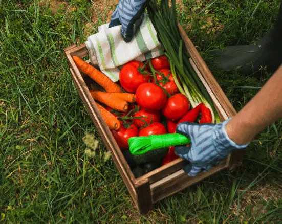 Food Quality Graphic